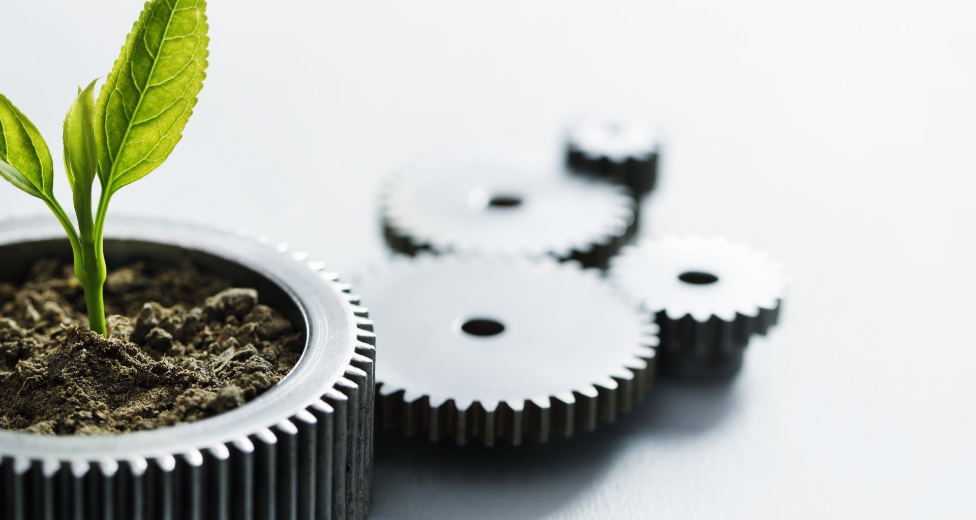 Pflanzensproß Zahnrad